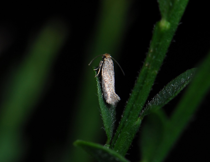 0096   Trifurcula immundella  049.jpg