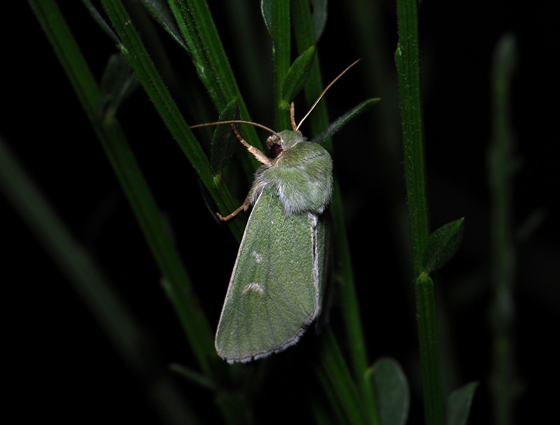 2877   Calamia tridens  061.jpg