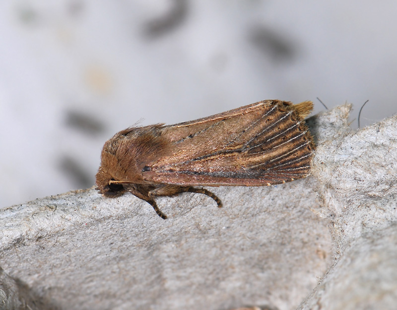 2881   Nonagria typhae  093.jpg