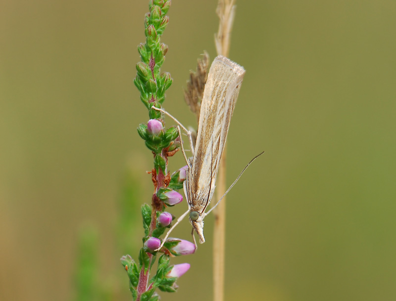 1841   Catoptria lythargyrella  051.jpg