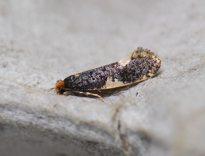 0235   Monopis spilotella  058.jpg