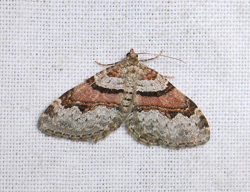 2333   Xanthorhoe designata  066.jpg