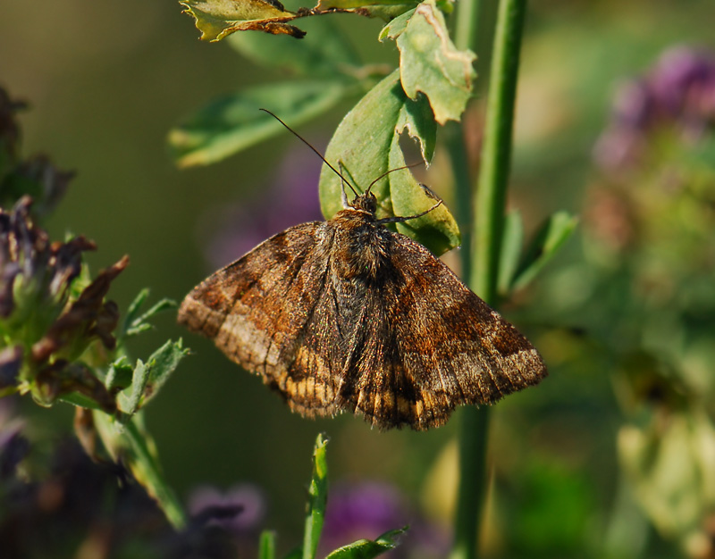 2619   Euclidia glyphica  079.jpg