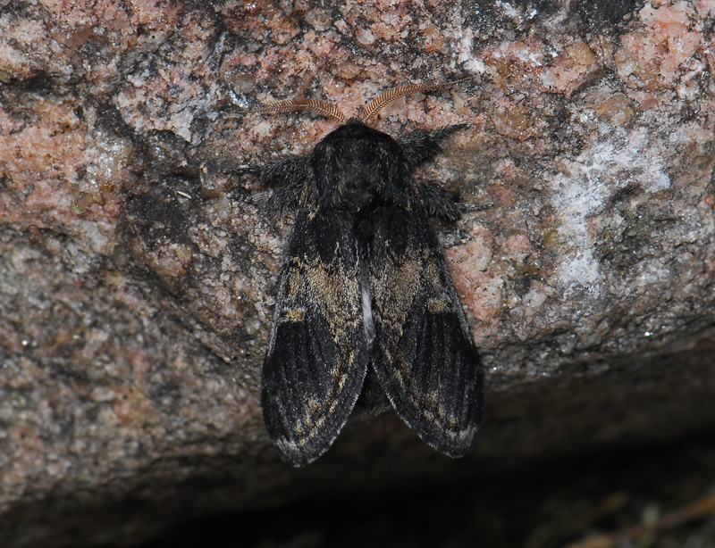 2534   Notodonta tritophus  363.jpg