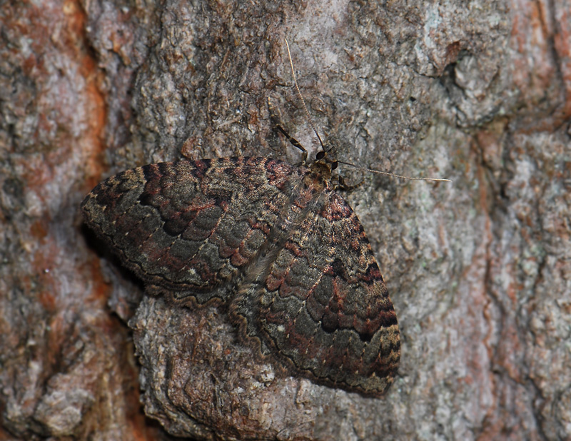 2409   Triphosa dubitata  129.jpg