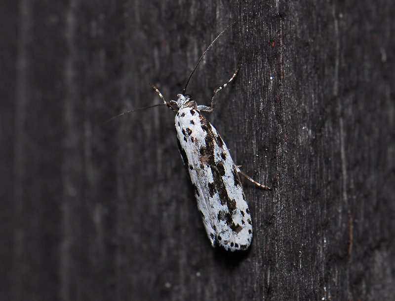 0533   Ethmia pusiella  045.jpg
