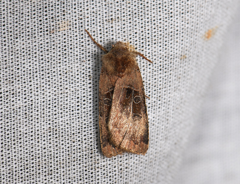 3000   Chersotis cuprea  220.jpg