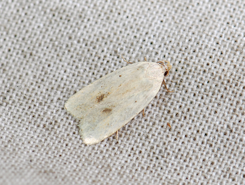 0554   Agonopterix kaekeritziana  232.jpg
