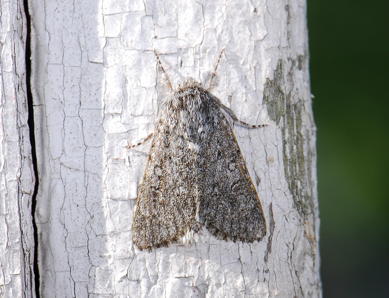 2568   Acronicta euphorbiae  264.jpg