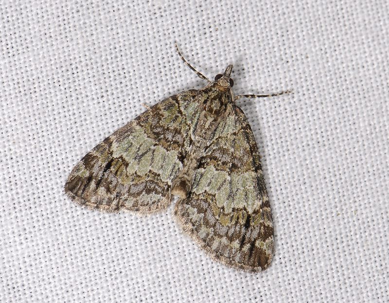 2395   Hydriomena impluviata  6852.jpg