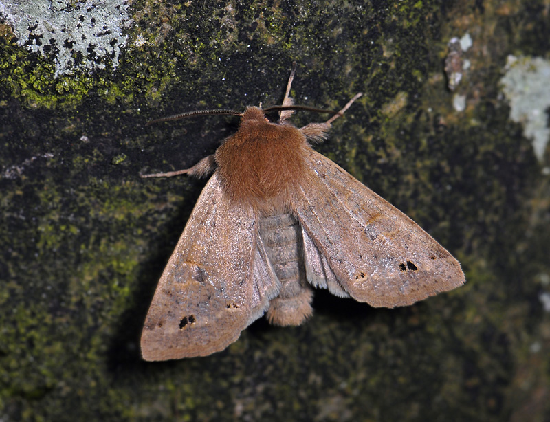 2741   Orthosia munda  043.jpg
