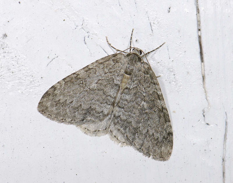 2414   Epirrita dilutata  7040.jpg