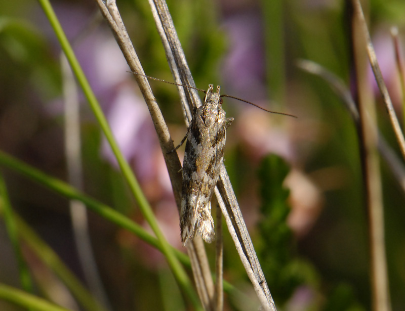 0923 Aristotelia ericinella  0094.jpg