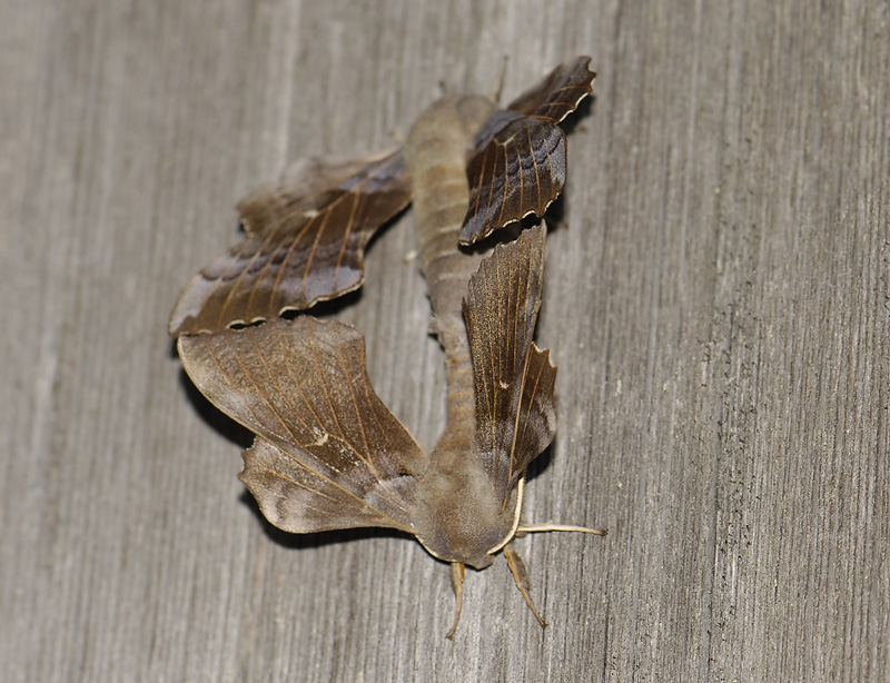 1964   Laothoe populi  1322.jpg