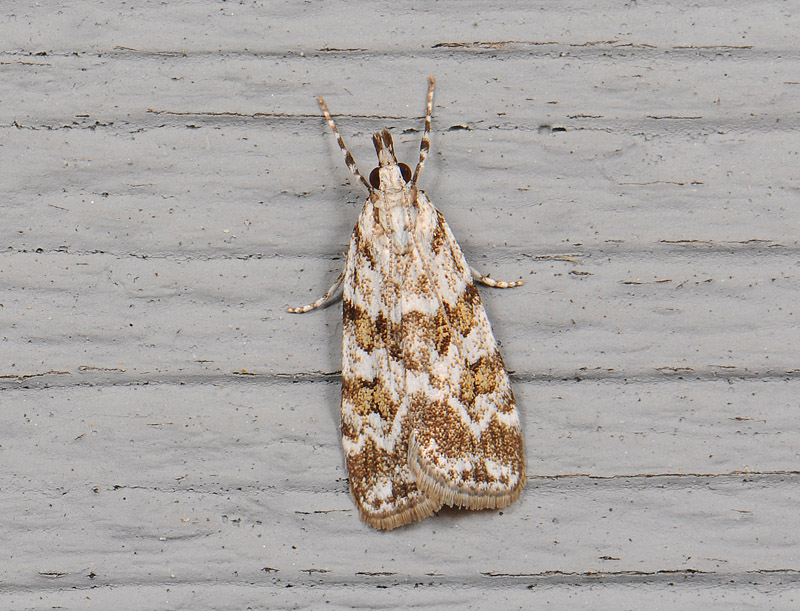 1792   Scoparia pyralella  394.jpg