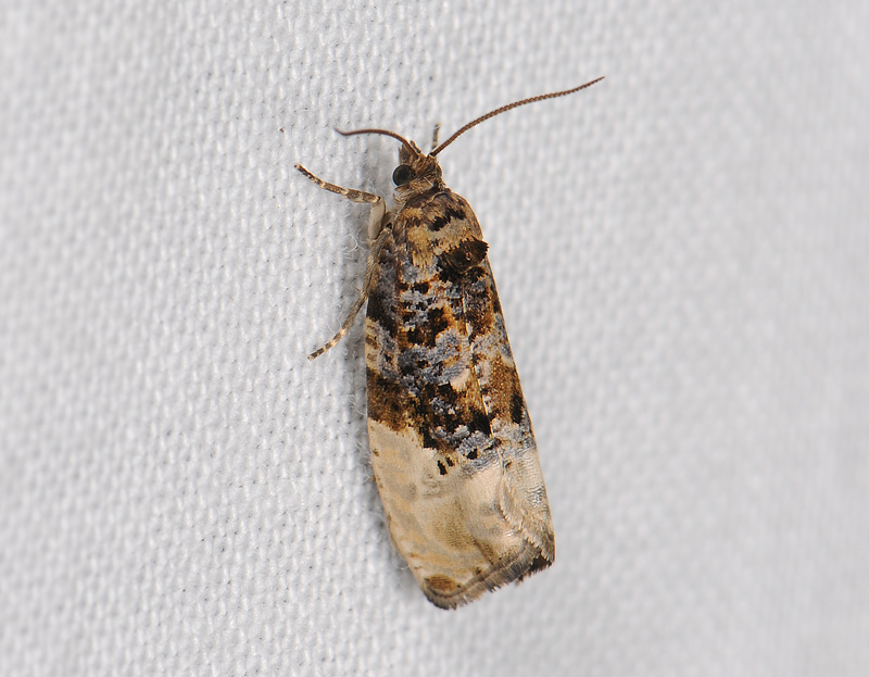 1378   Hedya nubiferana  025.jpg
