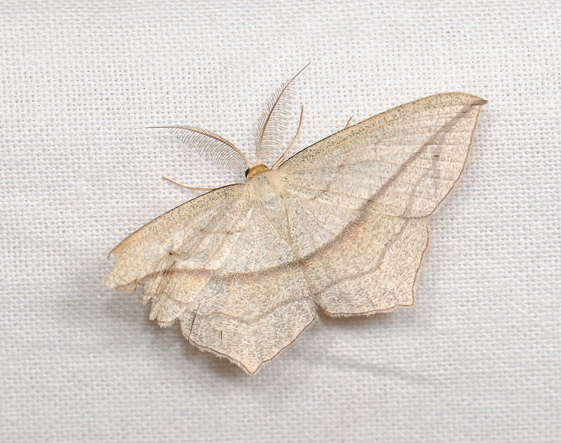 2290   Timandra griseata  037.jpg