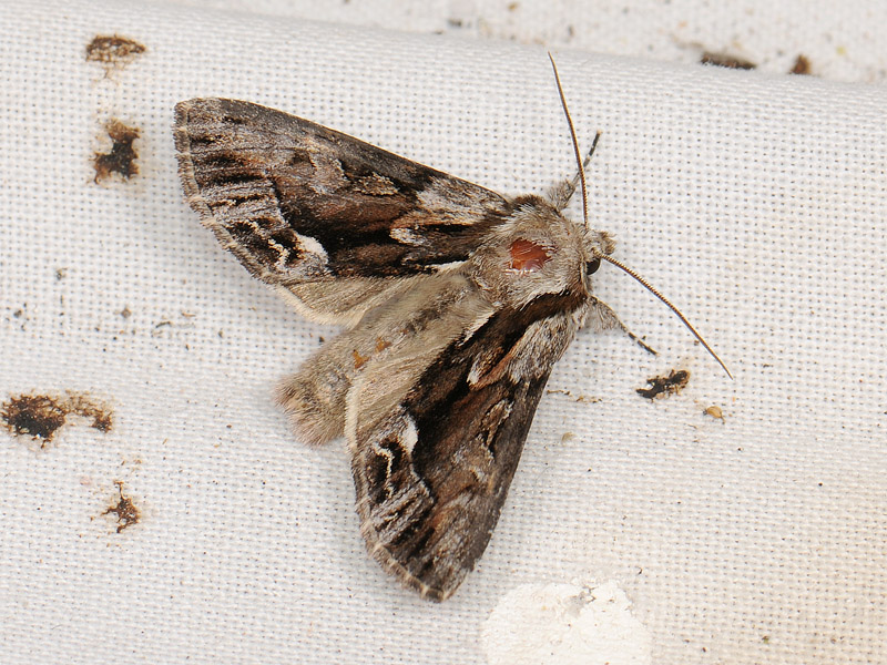2818   Hyppa rectilinea  051.jpg