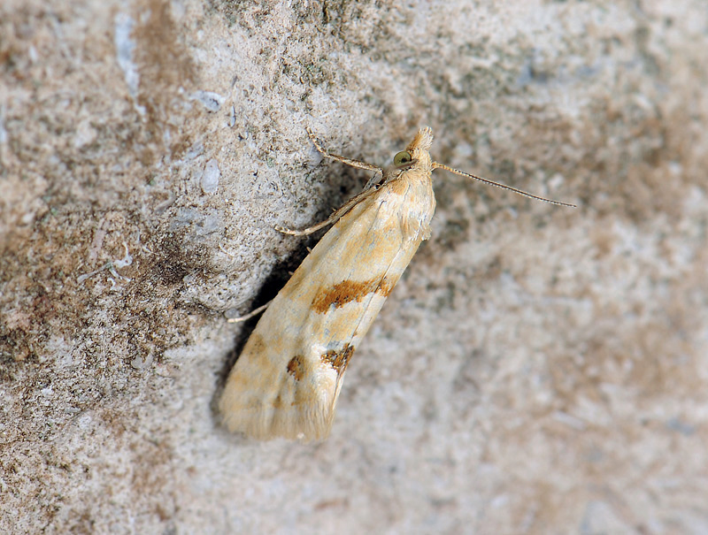 1208   Aethes smeathmanniana  055.jpg