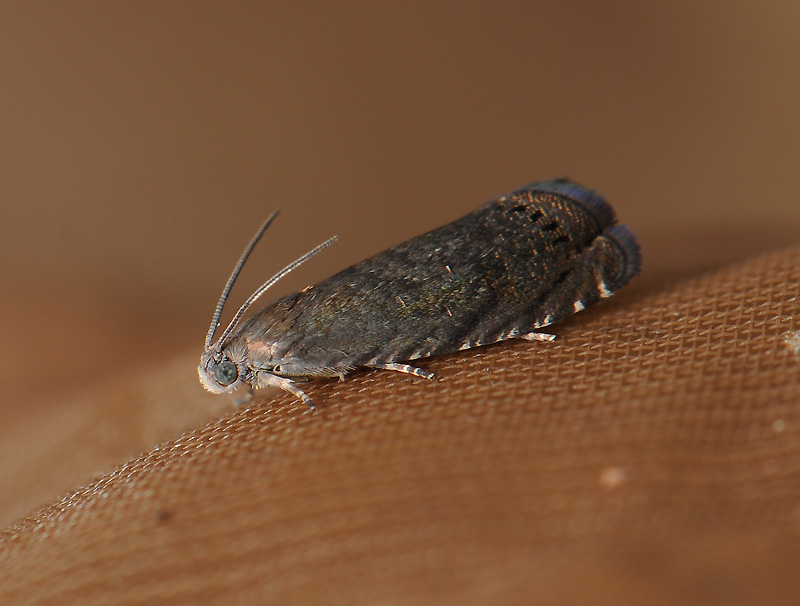 1557   Cydia tenebrosana  066.jpg