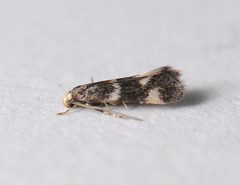 0628   Elachista albifrontella  076.jpg