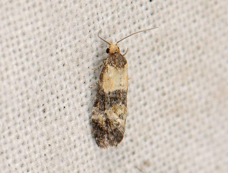 1188   Phalonidia gilvicomana  078.jpg