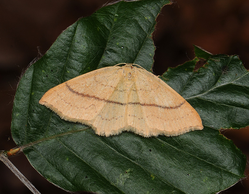 2289   Cyclophora linearia  092.jpg