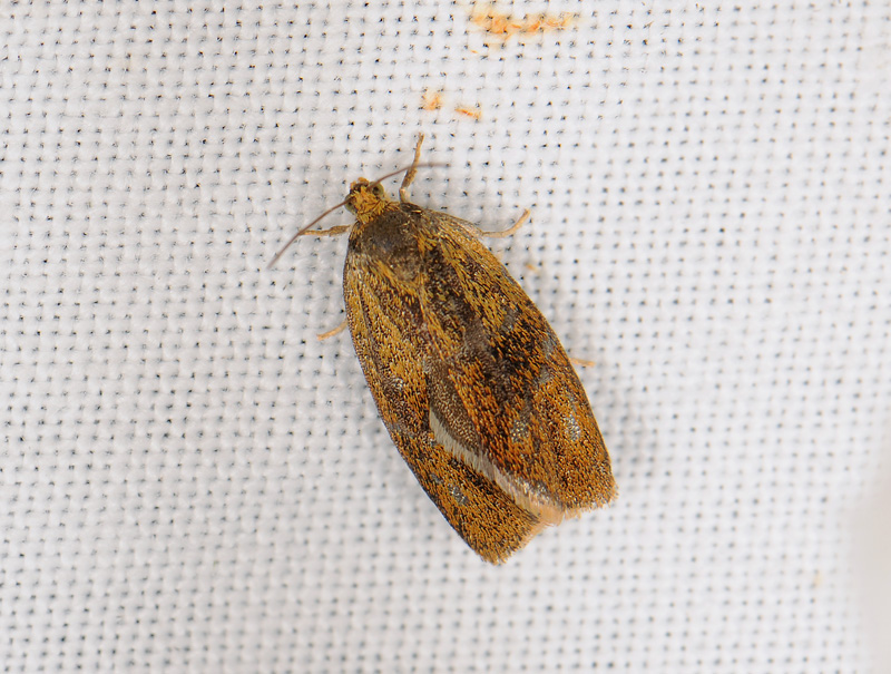 1316   Ptycholoma lecheana  140.jpg