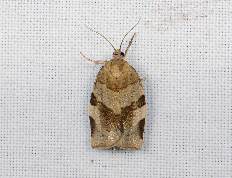 1312   Choristoneura hebenstreitella  053.jpg