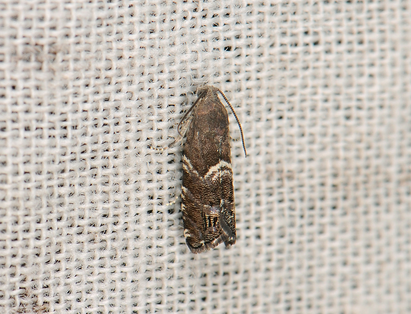 1567   Cydia coniferana  057.jpg