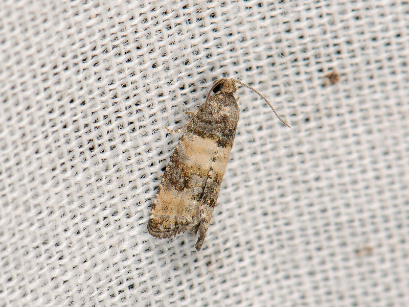 1417   Piniphila bifasciana  065.jpg
