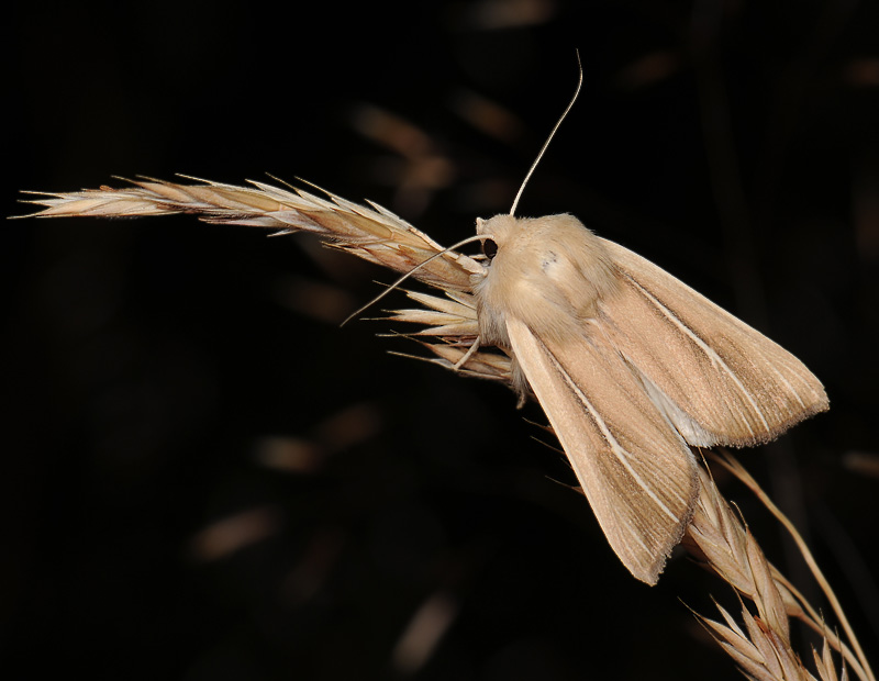 2960   Mythimna litoralis  074.jpg