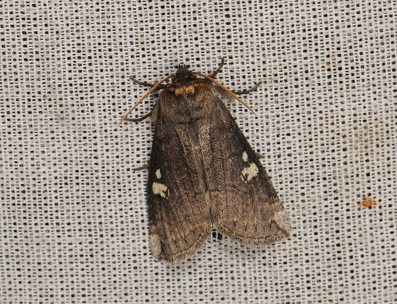 2159   Tethea or  141.jpg