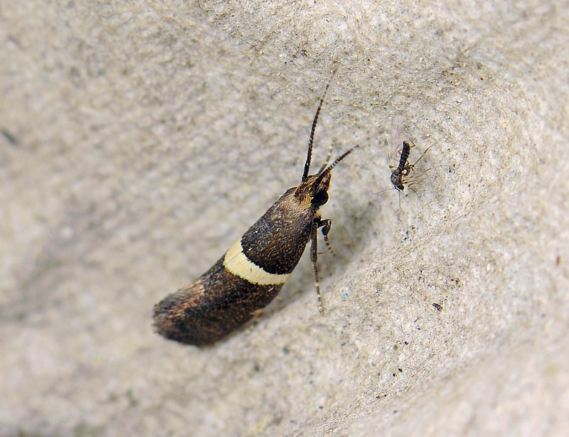 0493   Eidophasia messingiella  138.jpg