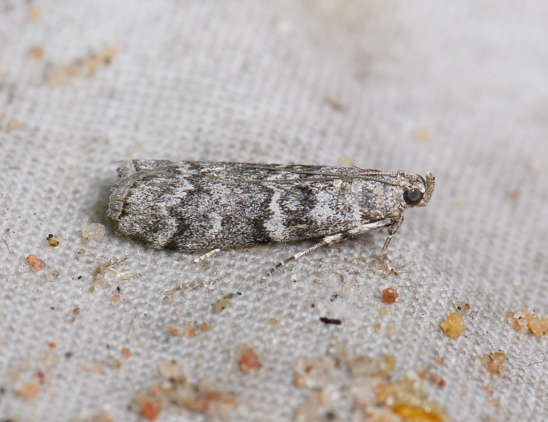 1744   Dioryctria simplicella  088.jpg