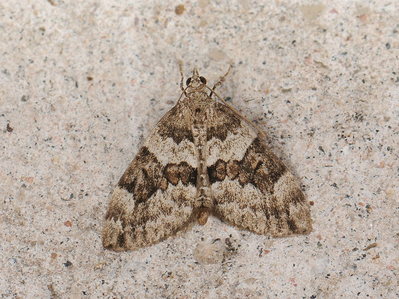 2383   Thera variata  096.jpg