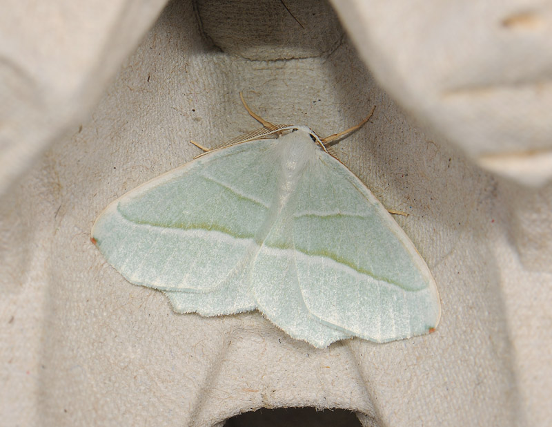 2257   Campaea margaritaria  100.jpg