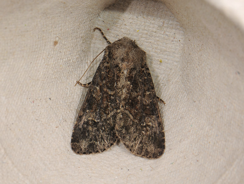 2840   Apamea furva  007.jpg