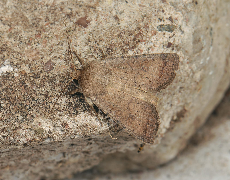 2799   Hoplodrina octogenaria  009.jpg