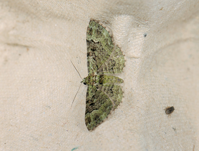 2487   Chloroclystis v-ata  010.jpg