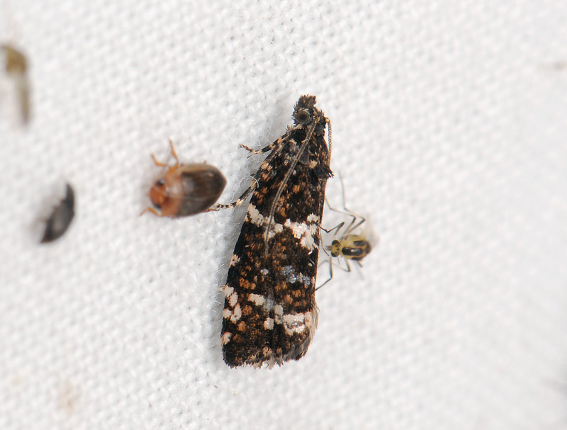 1388   Celypha tiedemanniana  031.jpg