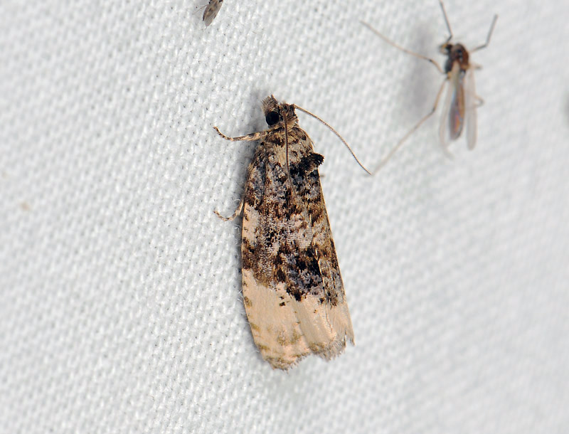 1381   Hedya ochroleucana  068.jpg