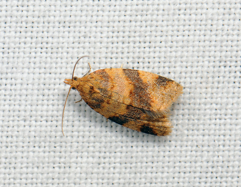 1298   Epagoge grotiana  070.jpg