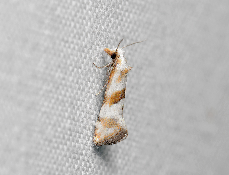 1185   Cochylimorpha woliniana  004.jpg