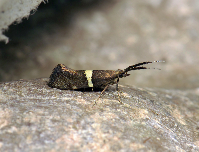 0493   Eidophasia messingiella  064.jpg