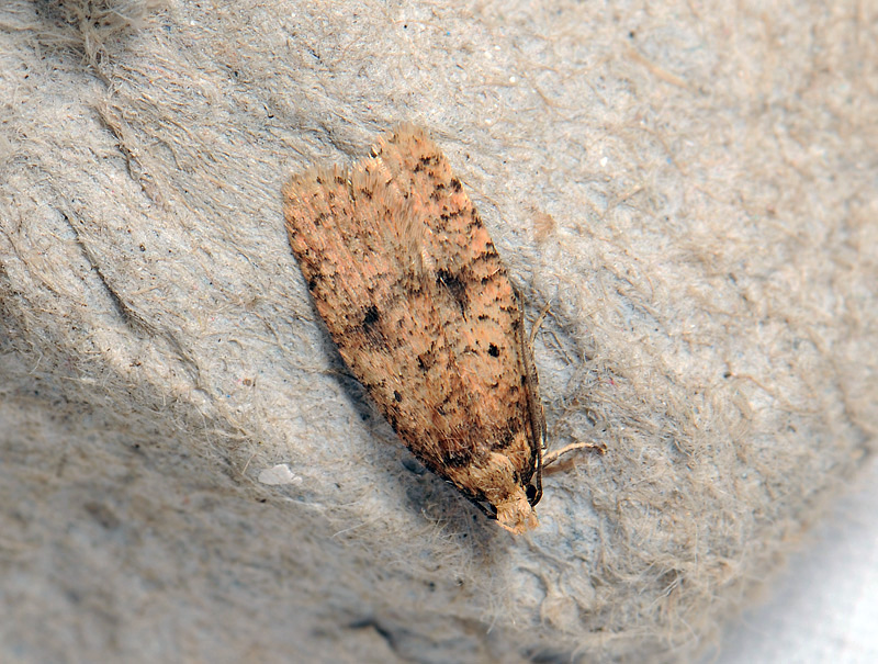 0572   Agonopterix angelicella  217.jpg