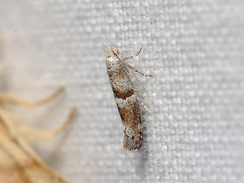 0428   Cedestis subfasciella  007.jpg