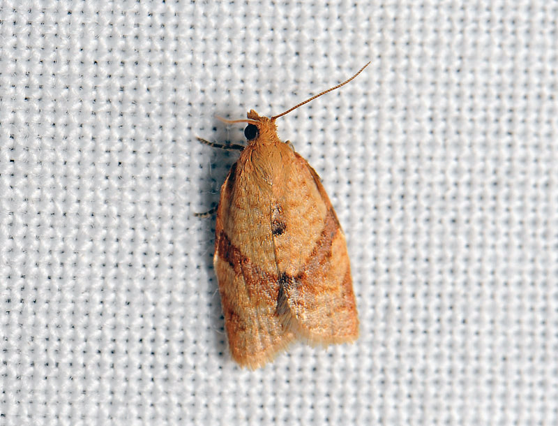 1335   Clepsis consimilana  001.jpg