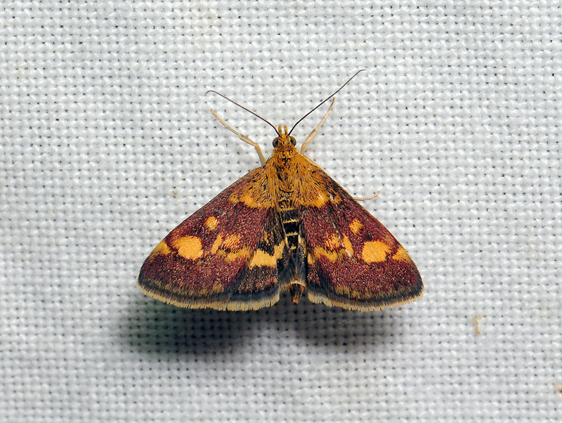 1897   Pyrausta aurata  041.jpg