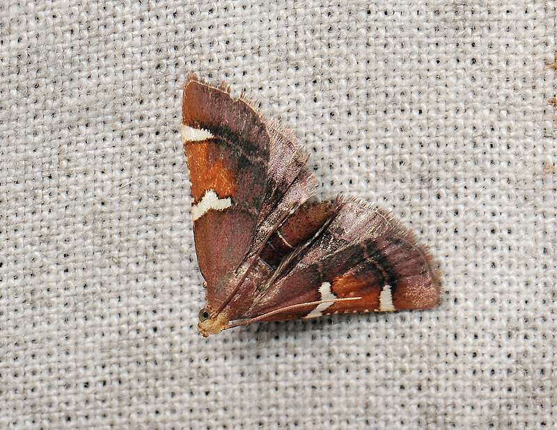 1709   Pyralis regalis  006.jpg